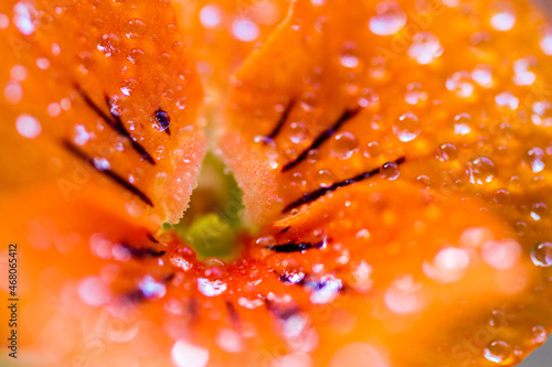 Orange flower macro with water drops and dew