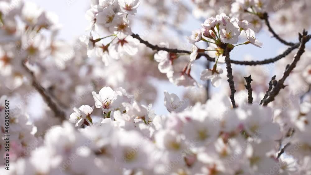 Video of a cherry blossom branch in full bloom swaying in the wind.
Fixed video recording. Video of a cherry blossom branch in full bloom swaying in the wind.
Fixed video recording.