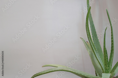 Cosmetic scene of aloe vera plant with white background.
