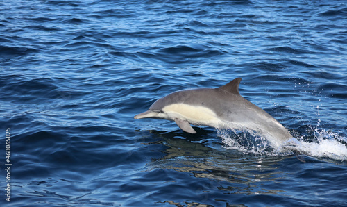 dolphin jumping out of water, Long-beaked common dolphin