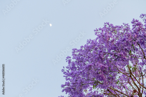 Tableau sur toile Canopy of jacaranda trees with a lot of purple flowers