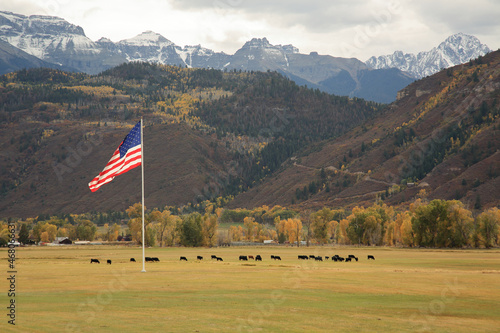 Waving American flag on the Weber Ranch with a cattle grazing grass near Ridgway, Colorado photo