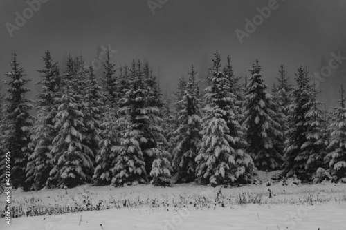 Grayscale shot of the beautiful snowy pine trees on the Vlasic mountain in Bosnia and Herzegovi photo