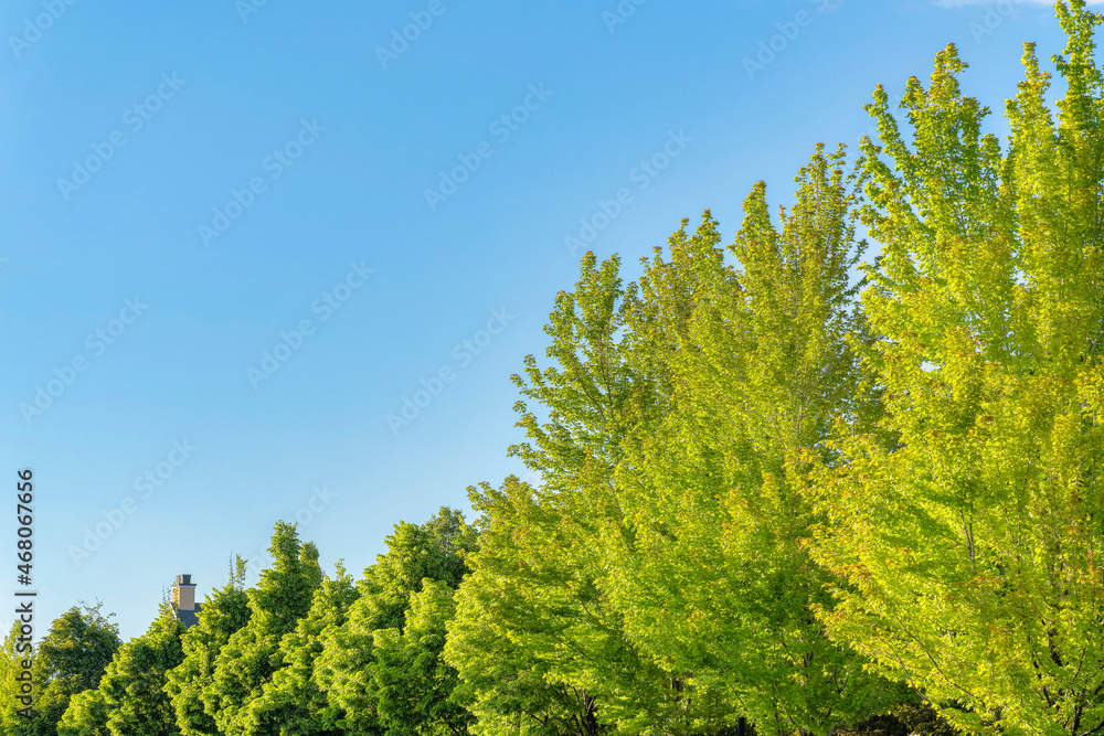 Row of vivid yellow green trees in a residential area at Daybreak, Utah Row of vivid yellow green trees in a residential area at Daybreak, Utah