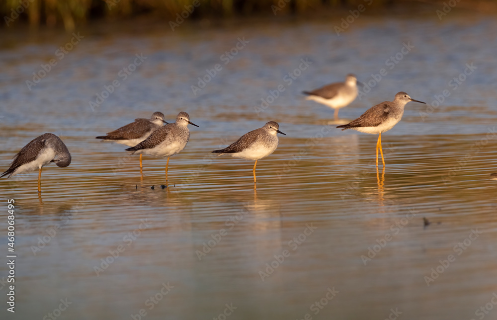 The flock of greater yellowlegs feeding at sunset time The flock of greater yellowlegs feeding at sunset time