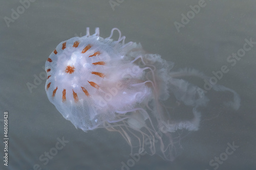 Atlantic sea nettle (Chrysaora quinquecirrha) floating in the Galveston Bay photo