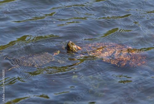 Two red eared sliders are swimming in the lake at Brazos Bend State Park, Texas