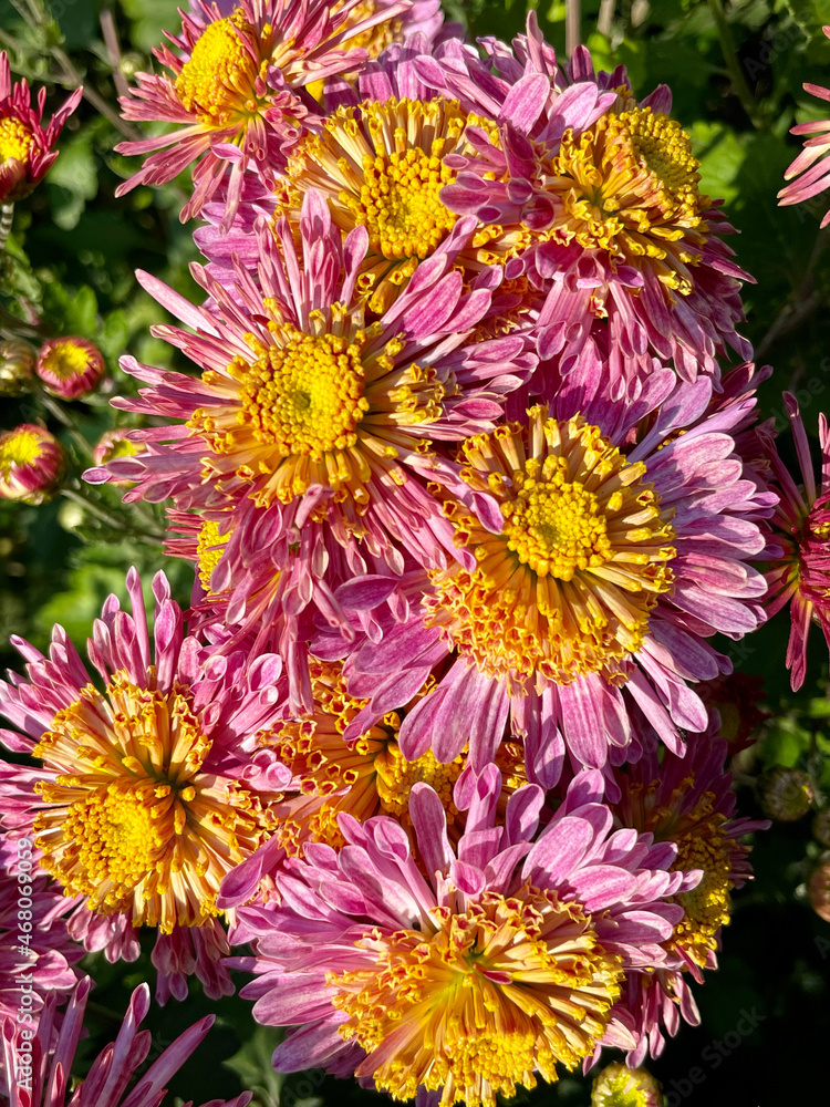 flowers background. pink and yellow chrysanthemum.