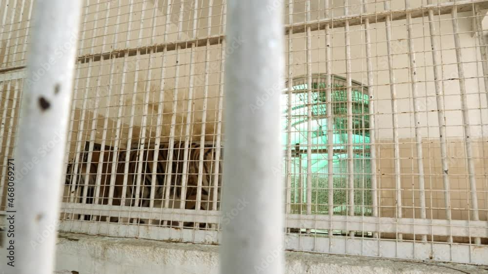 Striped Tiger Walking Back And Forth In Captivity Inside Cage At Zoo In Karachi. Hand Held Pan Left, Slow Motion Striped Tiger Walking Back And Forth In Captivity Inside Cage At Zoo In Karachi. Hand Held Pan Left, Slow Motion