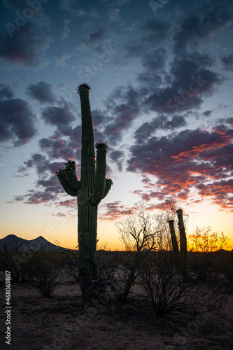 Arizona desert sunset with beautiful saguaro cactus.