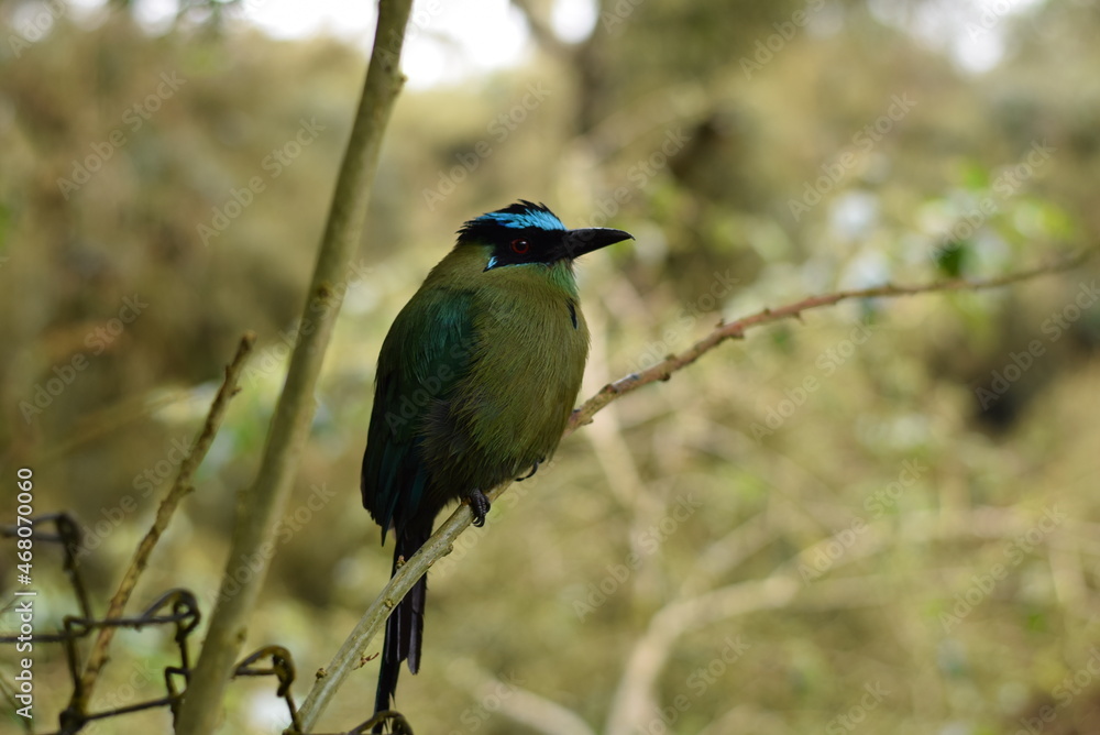 Naklejka premium HAbitat de pajaro