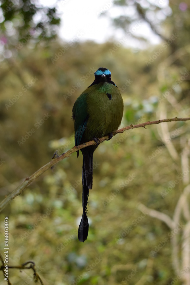 Fototapeta premium HAbitat de pajaro