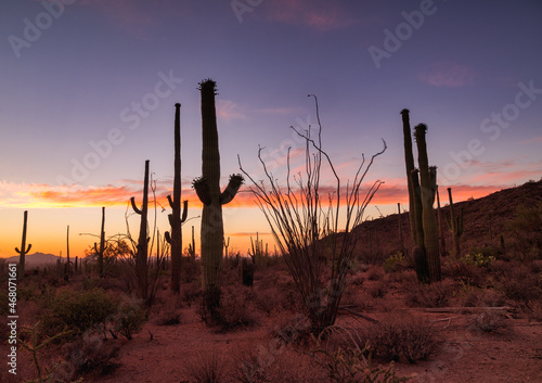 Desert sunset with vibrant Arizona sky and saguaros. © mdurson