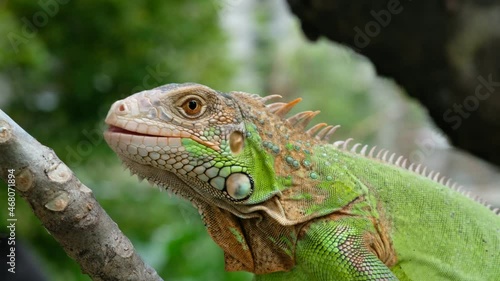 Wallpaper Mural lizard, animal, green lizard with blur background
 Torontodigital.ca