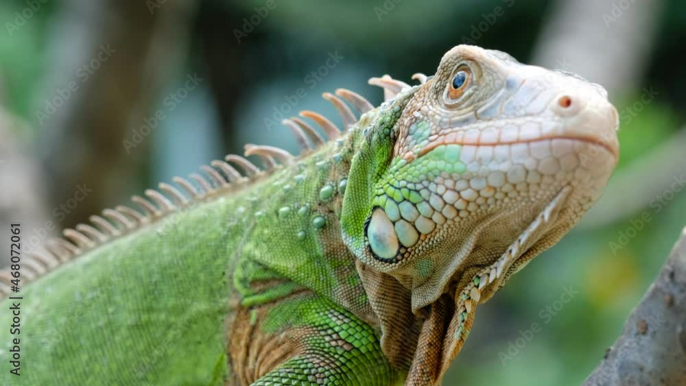 lizard, animal, green lizard with blur background
lizard, animal, green lizard with blur background