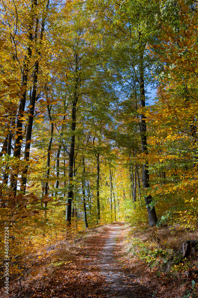 Obraz premium autumn in the forest