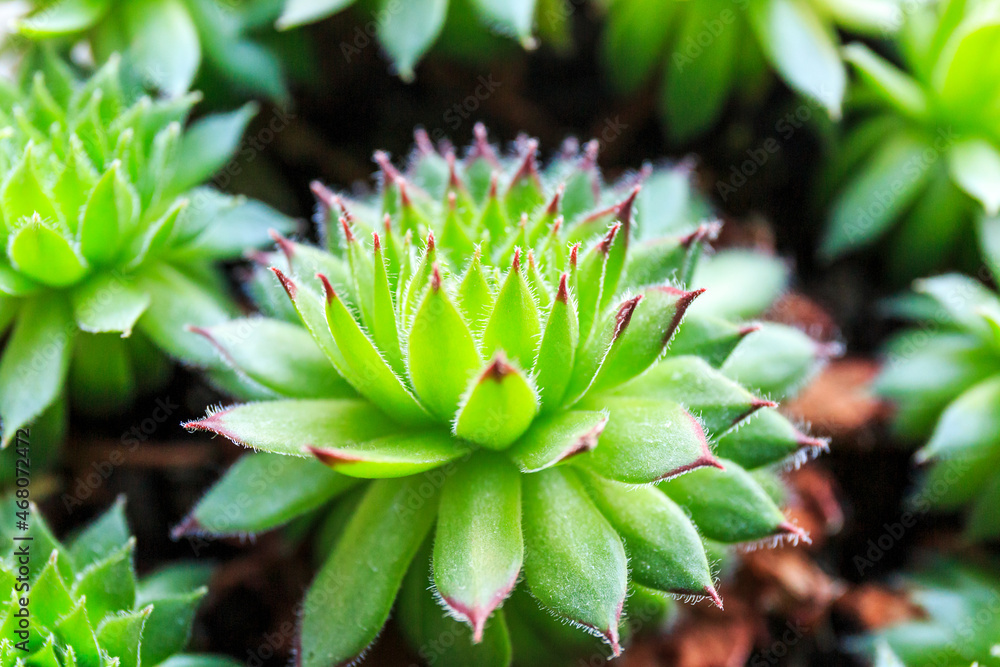 Close up of a cactus. Succulent Plant in the pot under sun lights. Close up, macro shot. Indoor gardening Close up of a cactus. Succulent Plant in the pot under sun lights. Close up, macro shot. Indoor gardening