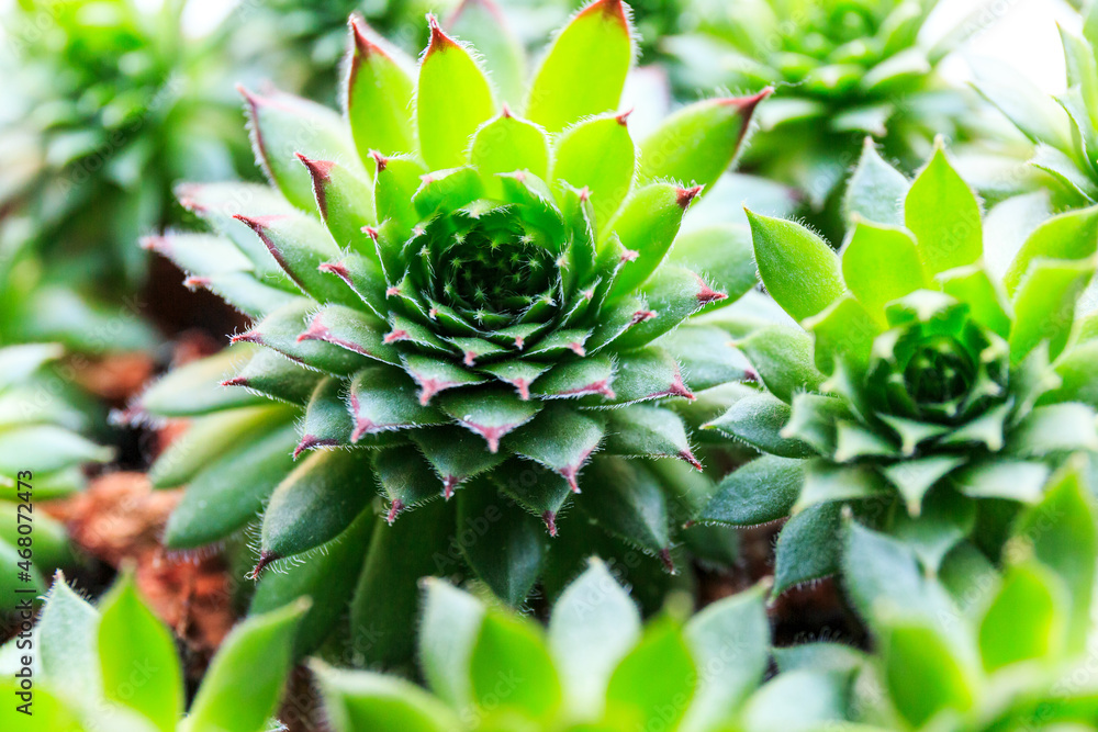 Close up of a cactus. Succulent Plant in the pot under sun lights. Close up, macro shot. Indoor gardening Close up of a cactus. Succulent Plant in the pot under sun lights. Close up, macro shot. Indoor gardening