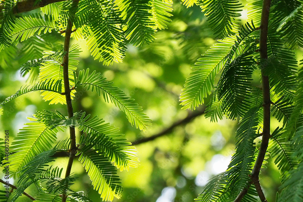 green leaves background green leaves background