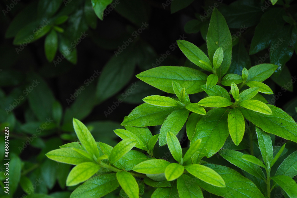 leaves leaves