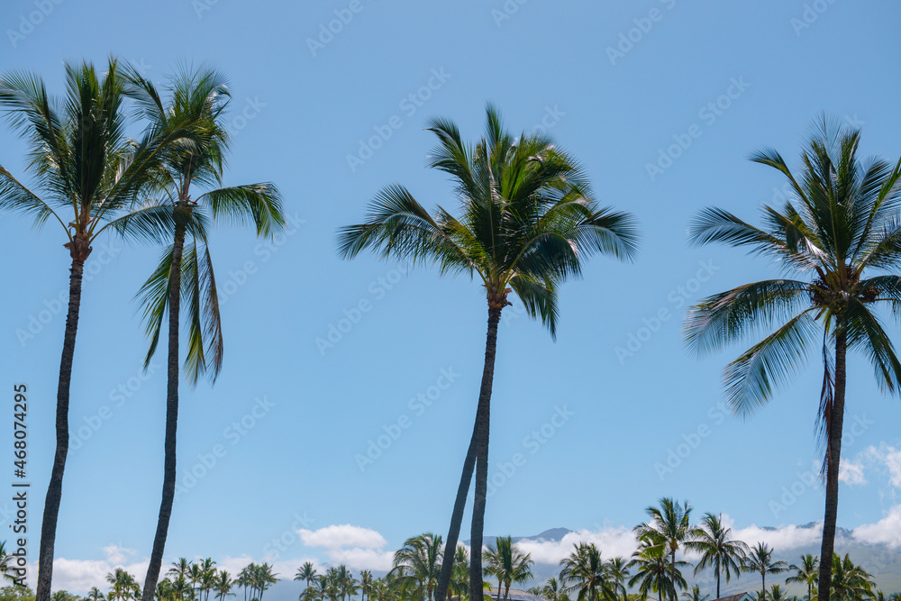 Tropical trees background. Coco palms on blue sky. Exotic summer nature background, green leaves, natural landscape. Summer tropical island, holiday or vacation pattern. Palms landscape.