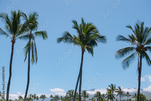 Tropical trees background. Coco palms on blue sky. Exotic summer nature background, green leaves, natural landscape. Summer tropical island, holiday or vacation pattern. Palms landscape. © Volodymyr