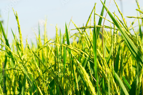 Rice field on blue sky background agricultural agriculture Asia