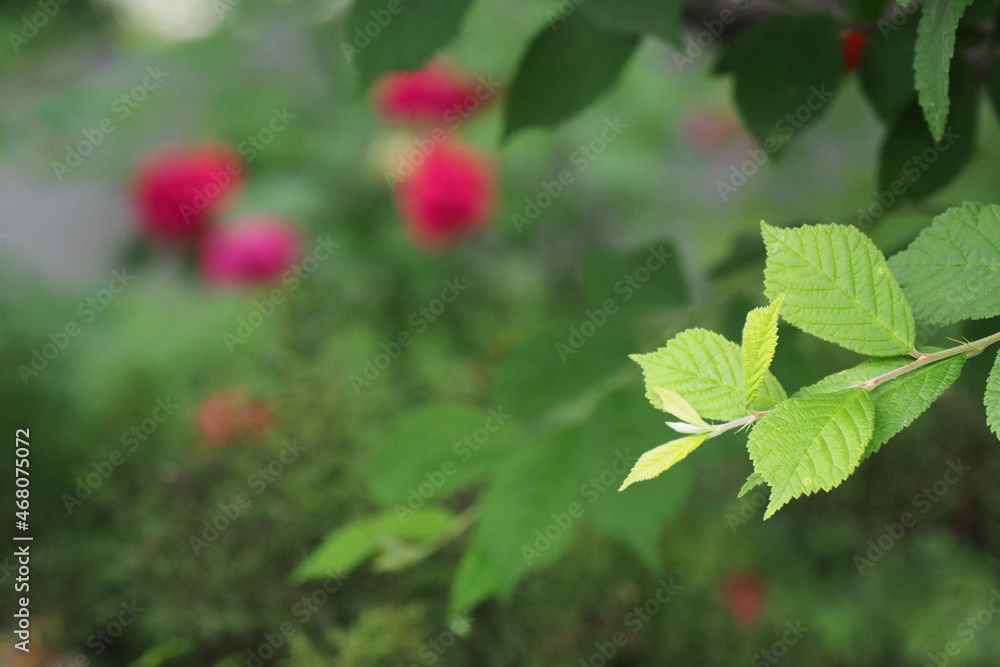 red and green leaves