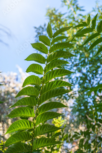 Green leaves of the Ailanthus altissima tree