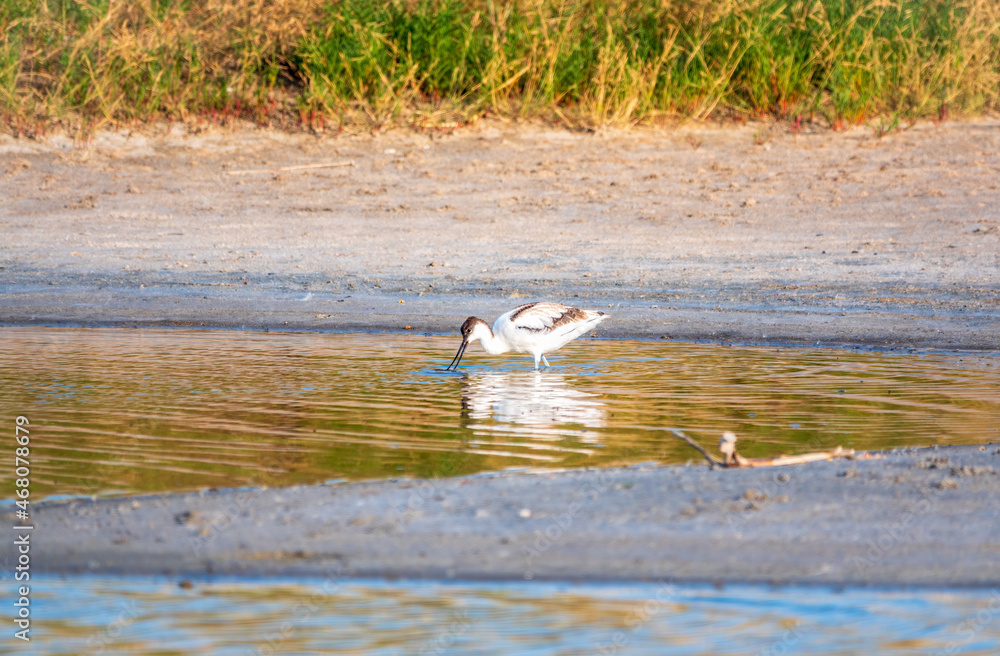 The pied avocet, Recurvirostra avosetta, is a large black and white wader with long, upturned beak The pied avocet, Recurvirostra avosetta, is a large black and white wader with long, upturned beak