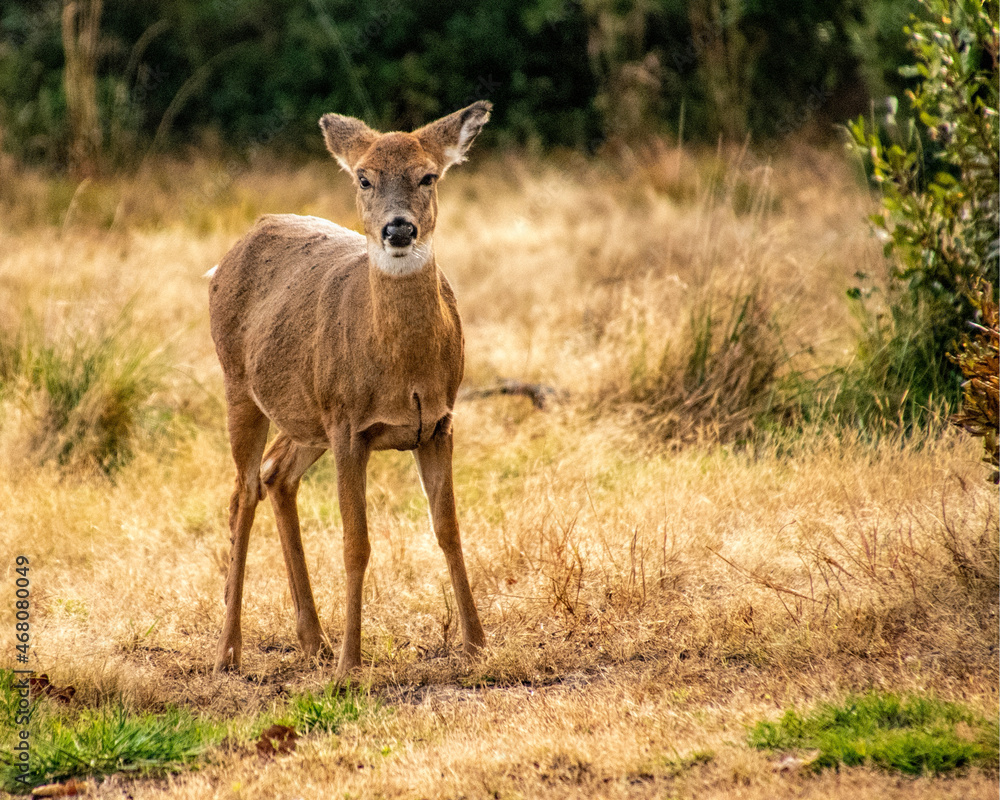 Fototapeta premium Young Deer 1850