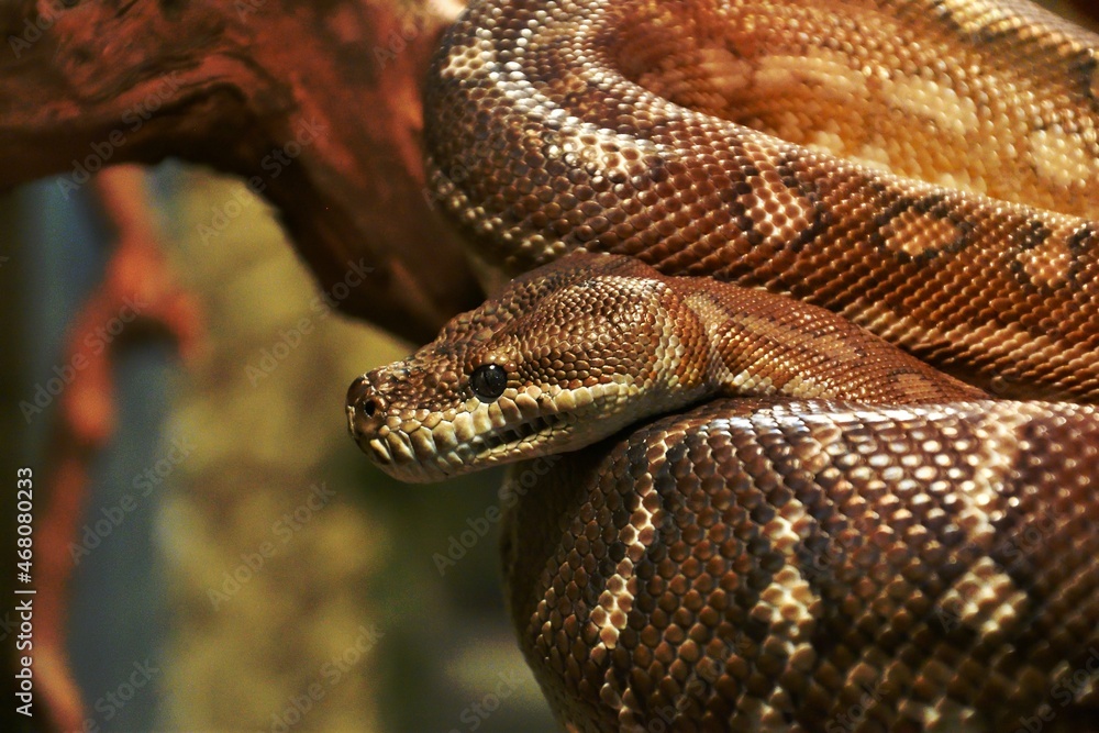 Bradley Rhombic Python (Latin. Morelia bredli) – a species of rhombic python in the family Pythonidae Bradley Rhombic Python (Latin. Morelia bredli) – a species of rhombic python in the family Pythonidae