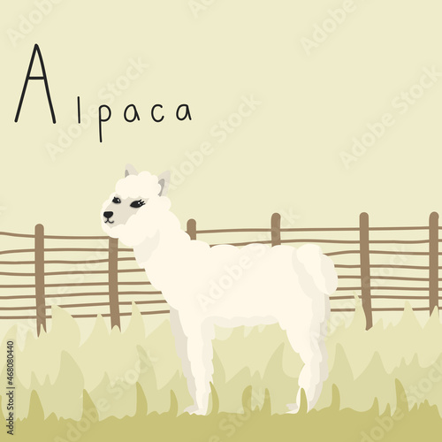 Cute fluffy alpaca in the corral on the green grass. Letter A from the alphabet. Cute baby animal illustration.