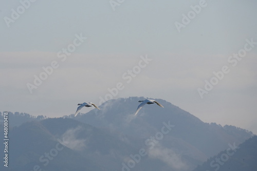 山の稜線を飛翔する白鳥