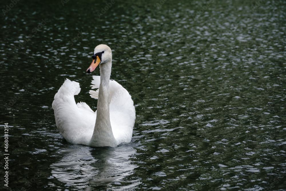 Obraz premium A graceful white swan swimming on a lake with dark water. The white swan is reflected in the water