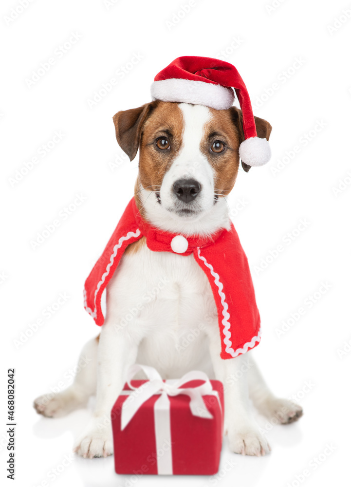 Jack russell terrier puppy wearing red christmas hat sit with gift box. isolated on white background