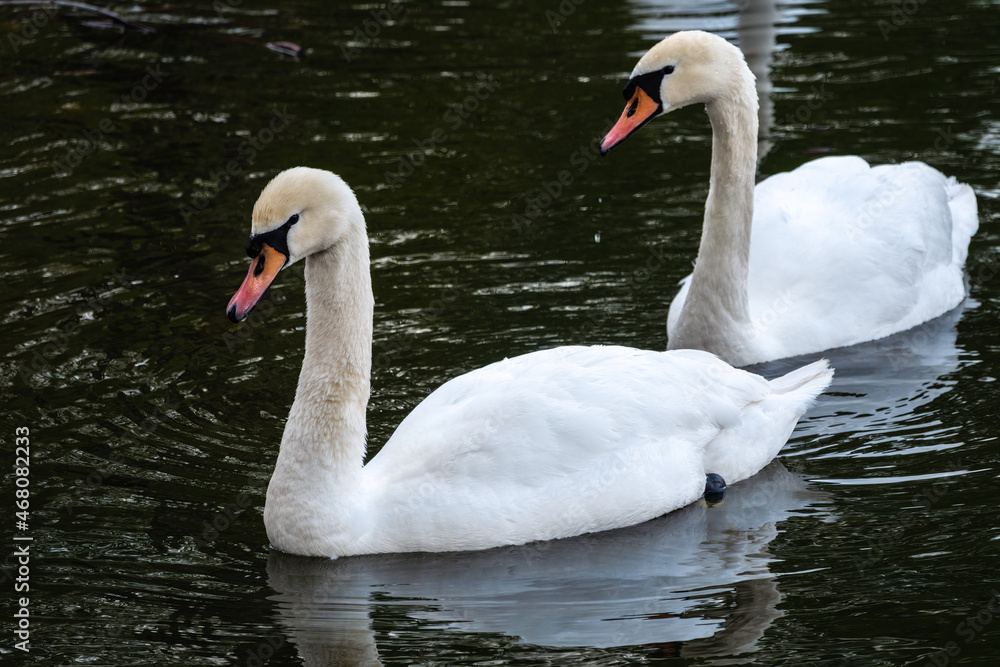 Two graceful white swans swim in the dark water. Two graceful white swans swim in the dark water.