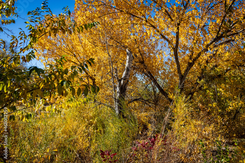 Fall Colors in the Wilderness