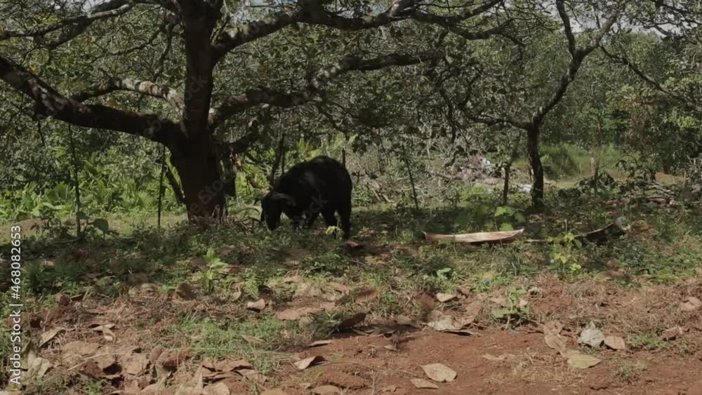 Zoom in shot of restless black sheep tied under tree Zoom in shot of restless black sheep tied under tree