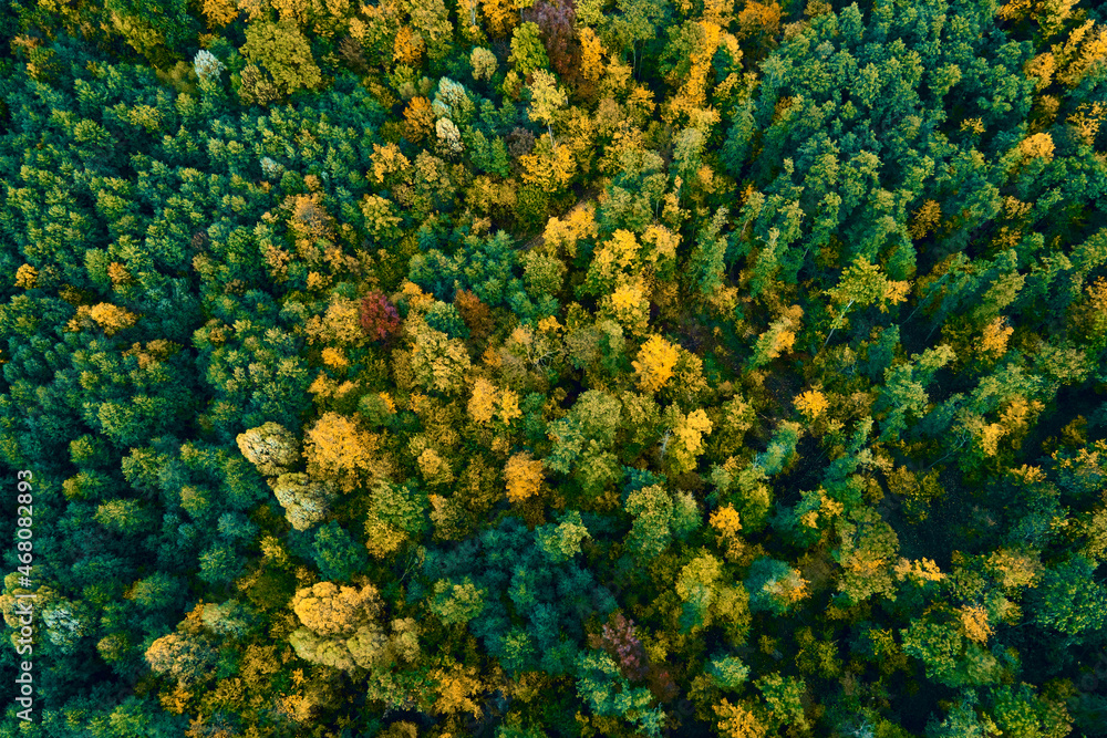 Aerial view of mountains covered with autumn forest Aerial view of mountains covered with autumn forest