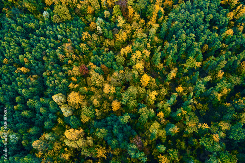 Aerial view of mountains covered with autumn forest