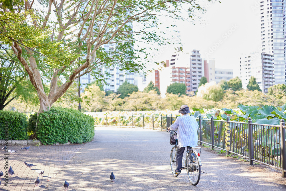 上野公園の日差しのきれいな歩道 Stock Photo | Adobe Stock