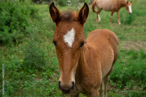 pequeño caballo marron con mancha blanca © NachoDavvidPH