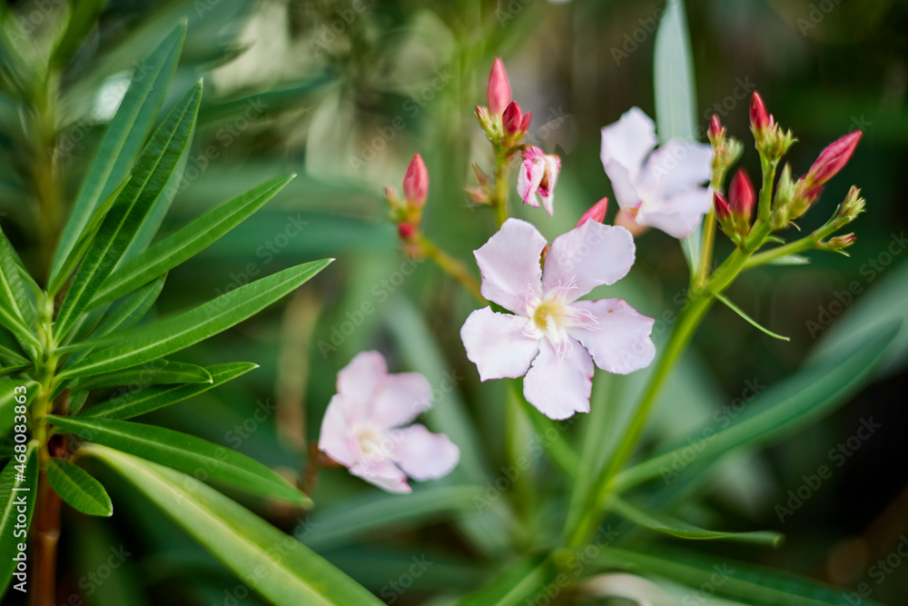 Fototapeta premium 薄ピンクの花