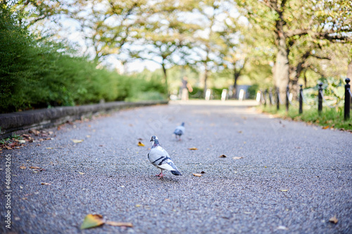 公園のアスファルトを歩く鳩