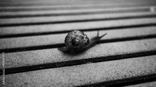 snail shell