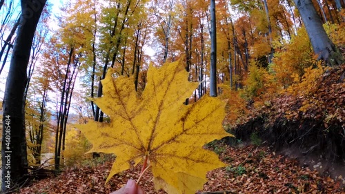 Wallpaper Mural Maple Leaf In Hand Revealed Beautiful Autumn Forest Trees At Daytime. POV Torontodigital.ca
