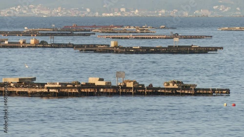 Static shot of mussel beds where mussels are growing with calm sea and seagull flying in San Vicente del mar in El Grove, Galicia Spain