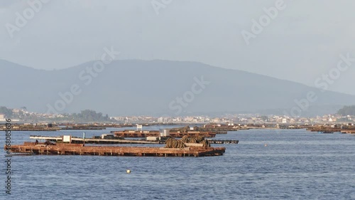 Static shot of mussel beds where mussels are growing in the area of San vicente del mar with the sea calm in El Grove, coast of Galicia, Spain.