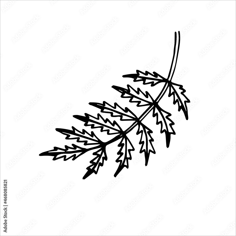 Naklejka premium Hand Drawn Stroke Serrated Leaf. Gagged leaf drawn by hand on a white background.